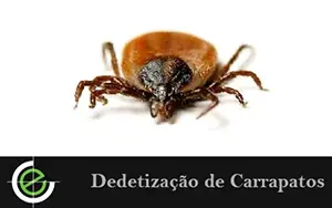 Dedetização de Carrapatos