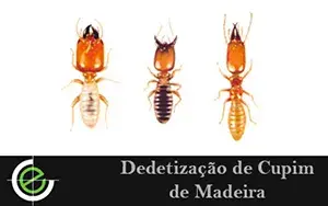 Dedetização de Cupim de Madeira