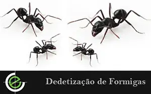 Dedetização de Formigas