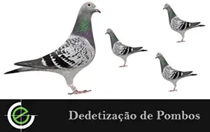 Dedetização de Pombos