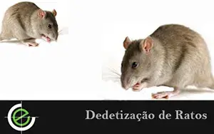 Dedetização de Ratos