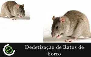 Dedetização de Ratos de Forro