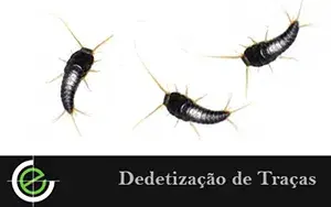 Dedetização de Traças