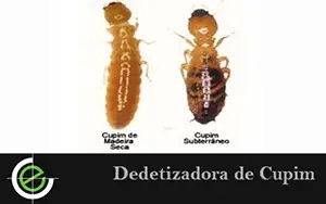 Dedetizadora de Cupim